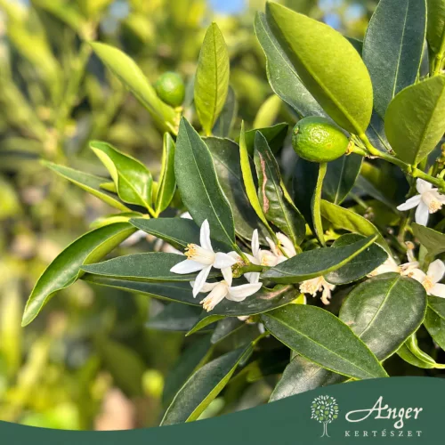 Citrus reticulata × Fortunella margarita - Kucle - 50-80 cm magas - 3 literes cserépben