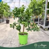 Citrus reticulata × Fortunella margarita - Indio Mandarinquat - 50-80 cm magas - 3 literes cserépben