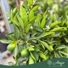 Citrus reticulata × Fortunella margarita - Indio Mandarinquat - 50-80 cm magas - 3 literes cserépben