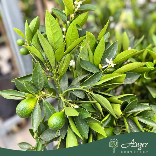 Citrus reticulata × Fortunella margarita - Indio Mandarinquat - 50-80 cm magas - 3 literes cserépben