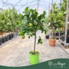 Citrus limon - Citrom - 50-80 cm magas - 3 literes cserépben
