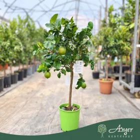   Citrus limon - Citrom - 50-80 cm magas - 3 literes cserépben