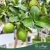 Citrus limon - Citrom - 50-80 cm magas - 3 literes cserépben