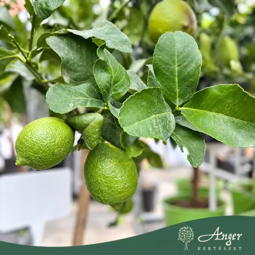 Citrus limon - Citrom - 50-80 cm magas - 3 literes cserépben