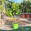 Citrus limon - Citrom - 50-80 cm magas - 3 literes cserépben