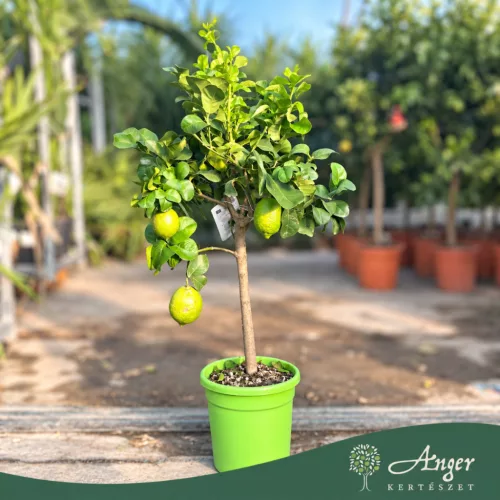 Citrus limon - Citrom - 50-80 cm magas - 3 literes cserépben