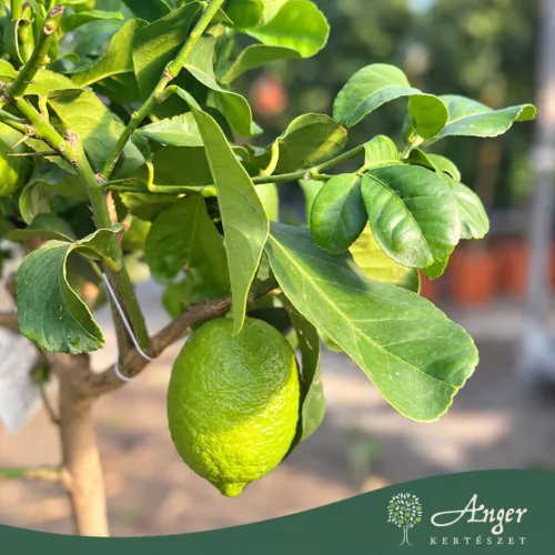 Citrus limon - Citrom - 50-80 cm magas - 3 literes cserépben