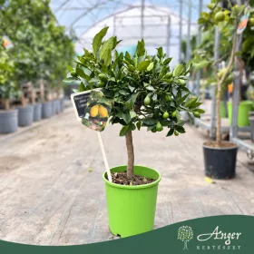   Fortunella margarita × Citrus limon - Lemonkvat - 50-80 cm magas - 3 literes cserépben
