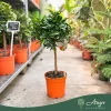 Fortunella margarita - Kumquat - 60-70 cm magas - 7,5 literes cserépben