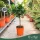 Fortunella margarita - Kumquat - 60-70 cm magas - 7,5 literes cserépben