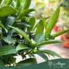 Fortunella margarita - Kumquat - 60-70 cm magas - 7,5 literes cserépben