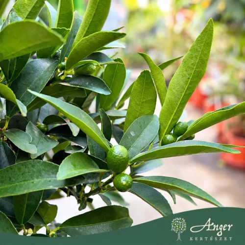 Fortunella margarita - Kumquat - 60-70 cm magas - 7,5 literes cserépben