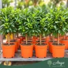 Fortunella margarita - Kumquat - 60-70 cm magas - 7,5 literes cserépben