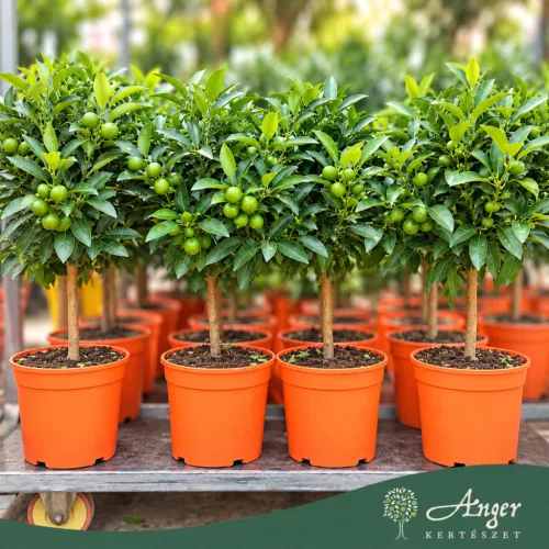 Fortunella margarita - Kumquat - 60-70 cm magas - 7,5 literes cserépben