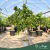 Fortunella margarita × Citrus limon - Lemonkvat - 70-110 cm magas - 7,5 literes cserépben