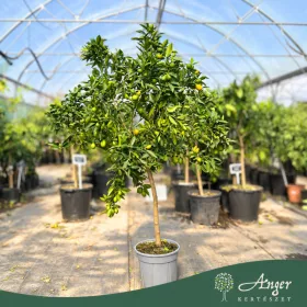   Fortunella margarita × Citrus limon - Lemonkvat - 70-110 cm magas - 7,5 literes cserépben