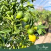 Fortunella margarita × Citrus limon - Lemonkvat - 70-110 cm magas - 7,5 literes cserépben