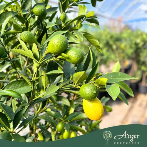 Fortunella margarita × Citrus limon - Lemonkvat - 70-110 cm magas - 7,5 literes cserépben