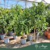 Fortunella margarita × Citrus limon - Lemonkvat - 70-110 cm magas - 7,5 literes cserépben