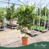 Citrus reticulata × Fortunella margarita - Kucle - 70-110 cm magas - 7,5 literes cserépben