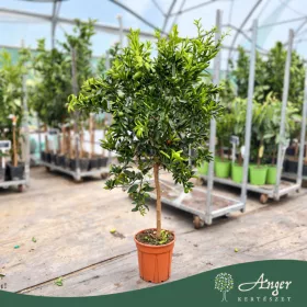   Citrus reticulata × Fortunella margarita - Kucle - 70-110 cm magas - 7,5 literes cserépben