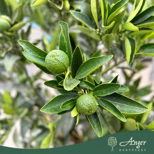 Citrus reticulata × Fortunella margarita - Kucle - 70-110 cm magas - 7,5 literes cserépben