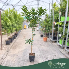   Citrus sinensis 'Lane Late' - Narancs - 60-90 cm magas - 5 literes cserépben