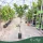 Citrus sinensis 'Lane Late' - Narancs - 60-90 cm magas - 5 literes cserépben