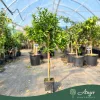 Citrus reticulata 'Ciaculli' - Mandarin - 60-90 cm magas - 5 literes cserépben