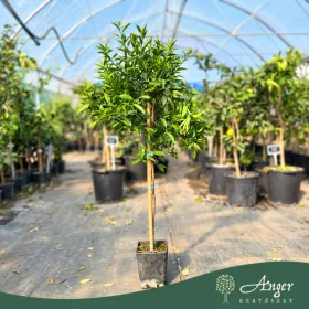   Citrus reticulata 'Ciaculli' - Mandarin - 60-90 cm magas - 5 literes cserépben