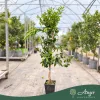 Citrus reticulata 'Ciaculli' - Mandarin - 60-90 cm magas - 5 literes cserépben