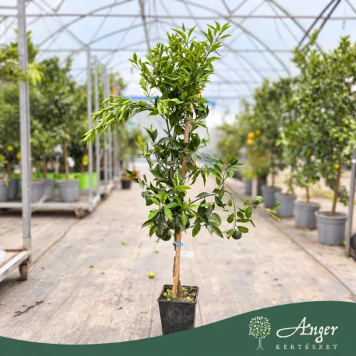 Citrus reticulata 'Ciaculli' - Mandarin - 60-90 cm magas - 5 literes cserépben