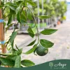 Citrus reticulata 'Ciaculli' - Mandarin - 60-90 cm magas - 5 literes cserépben