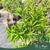 Citrus reticulata 'Ciaculli' - Mandarin - 60-90 cm magas - 5 literes cserépben