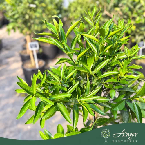 Citrus reticulata 'Ciaculli' - Mandarin - 60-90 cm magas - 5 literes cserépben