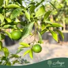 Citrus reticulata 'Ciaculli' - Mandarin - 60-90 cm magas - 5 literes cserépben