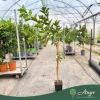 Citrus × paradisi - Grapefruit - 60-90 cm magas - 5 literes cserépben