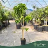Citrus × paradisi - Grapefruit - 60-90 cm magas - 5 literes cserépben