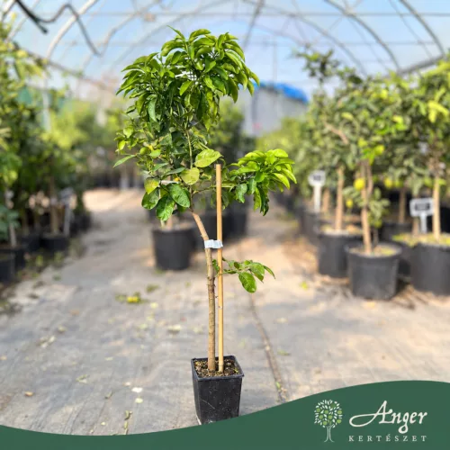 Citrus × paradisi - Grapefruit - 60-90 cm magas - 5 literes cserépben
