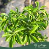 Citrus × paradisi - Grapefruit - 60-90 cm magas - 5 literes cserépben