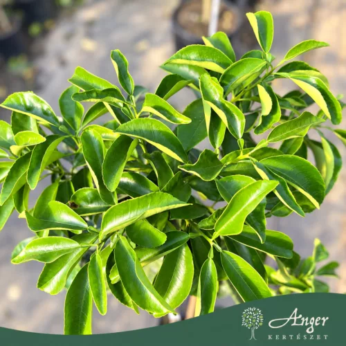 Citrus × paradisi - Grapefruit - 60-90 cm magas - 5 literes cserépben