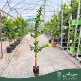   Citrus limon 'Zagara Bianca' - Citrom - 60-90 cm magas - 5 literes cserépben