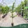Citrus limon 'Zagara Bianca' - Citrom - 60-90 cm magas - 5 literes cserépben
