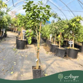   Citrus limon 'Femminello' - Citrom, négyévszakos - 60-90 cm magas - 5 literes cserépben