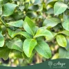 Citrus limon 'Femminello' - Citrom, négyévszakos - 60-90 cm magas - 5 literes cserépben