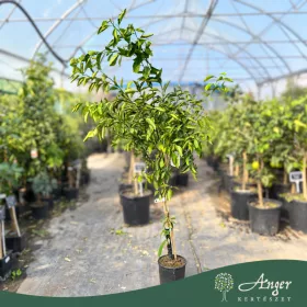   Citrus sinensis 'Tarocco' - Vérnarancs - 50-80 cm magas - 3 literes cserépben