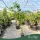 Citrus sinensis 'Tarocco' - Vérnarancs - 50-80 cm magas - 3 literes cserépben