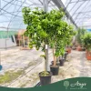 Citrus limon - Citrom - 130-190 cm magas - 25 literes cserépben