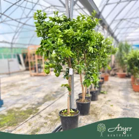   Citrus limon - Citrom - 130-190 cm magas - 25 literes cserépben