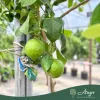 Citrus limon - Citrom - 130-190 cm magas - 25 literes cserépben